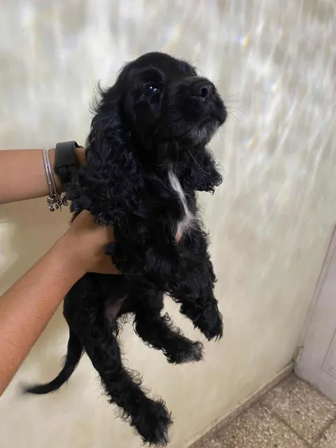Cachorro Cocker Spaniel Inglés