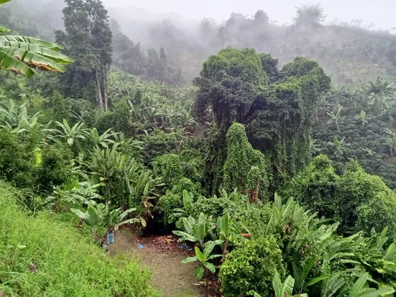 Finca En Venta En Risaralda Caldas (279059986).