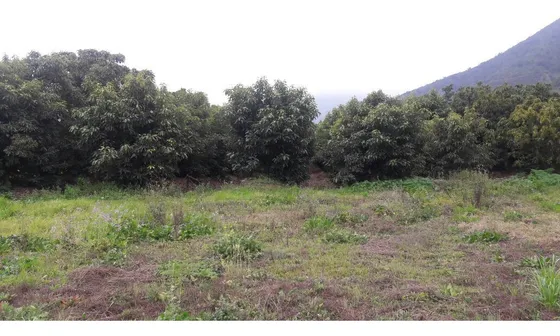 Sitio En Venta En Zapallar