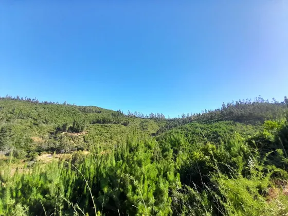 Venta Sitios Lago Vichuquen