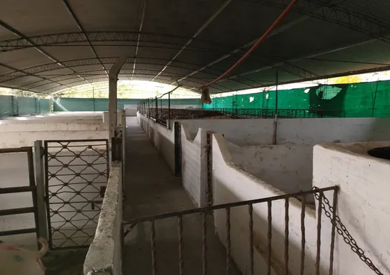 Criadero De Cerdos En Venta En La Plata