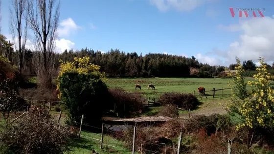 Agrícola En Arriendo En Traiguén