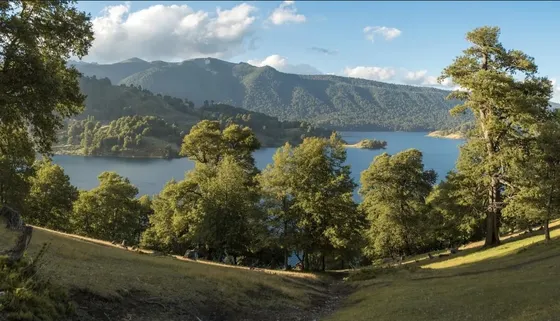 Vende Parcelas De 5 Mil Mt2 Con Rol, Refugio Lonquimay