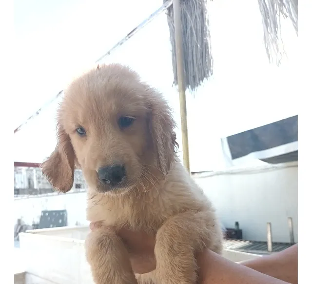 Vendo Perros Golden Retriever 2 Meses A$18,000
