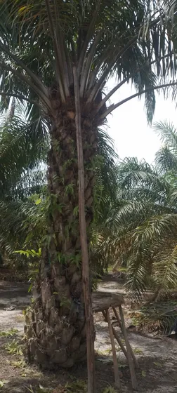 Finca Palmicultora De 7 Hectáreas Totalmente Plana 