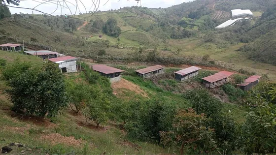 Finca Aguacatera Y Porcicola