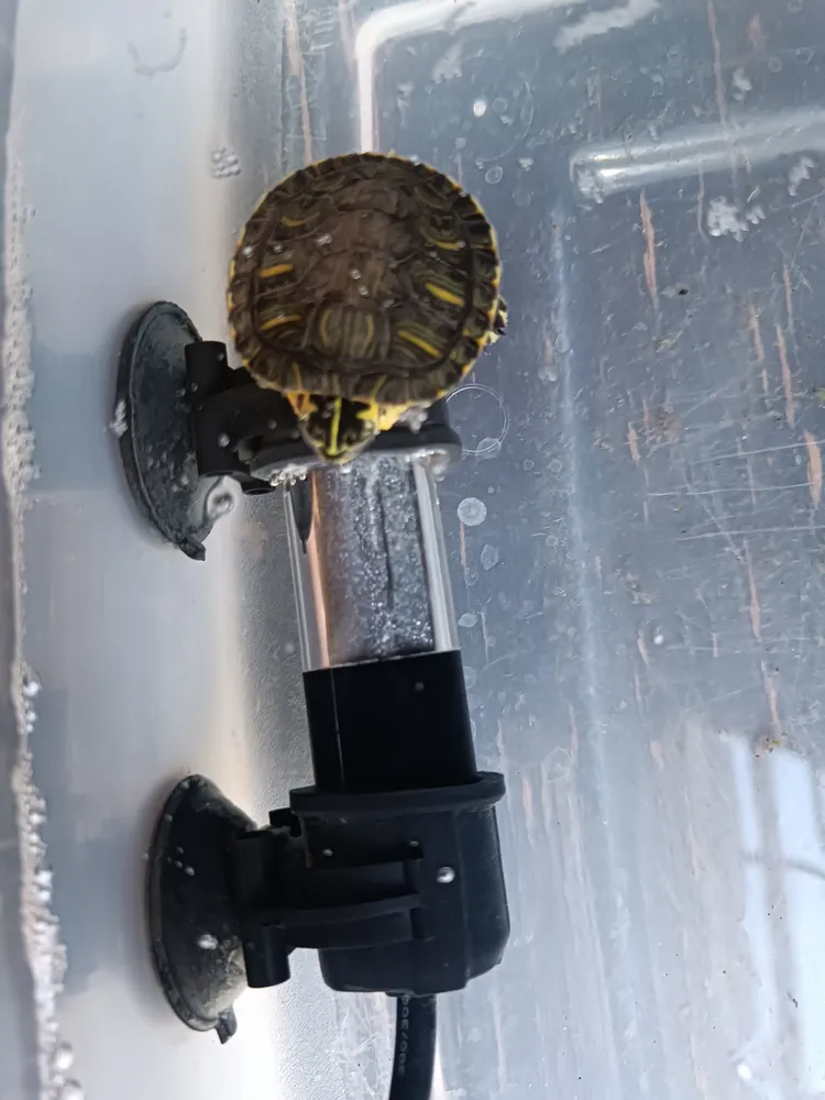 Foto del producto compartida por el comprador 8 de 8