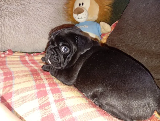 Pug