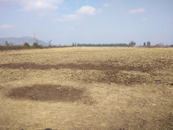 Campo 18,5 Ha, Plano, Con Agua, Chimbarongo