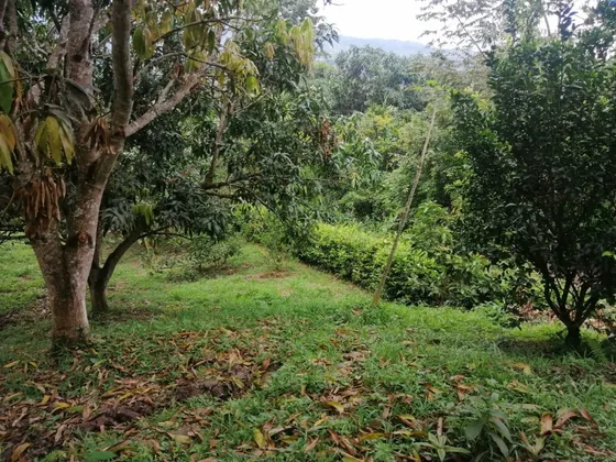Finca Frutal En Venta, Vereda Lagunas, La Mesa, Cundinamarca
