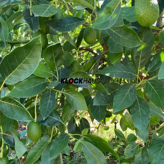 Se Vende Parcela Con Plantación De Paltas