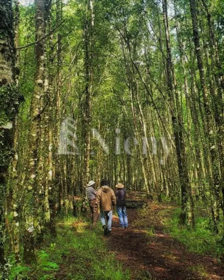 Parcela En Venta En Pucón