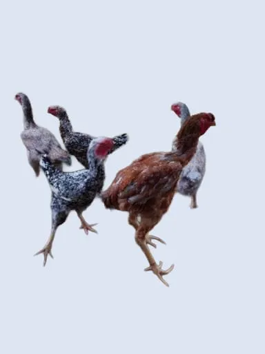 Ovos Férteis De Índio Gigante 
