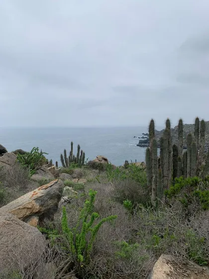 Terreno Orilla De Playa Una Hectárea Com. Ecológica El Panul
