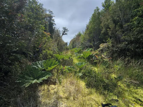 Terreno En Tepuhueico, Chonchi