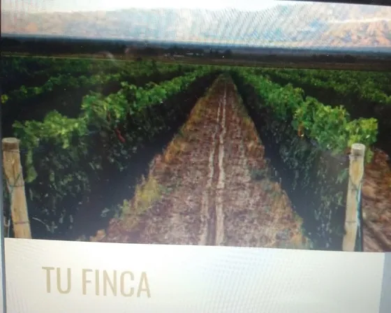 Tu Finca Propia  168 Vides Produci Vino Propio