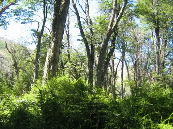 Fundo De 5.056 Hectáreas En Región Del Biobío