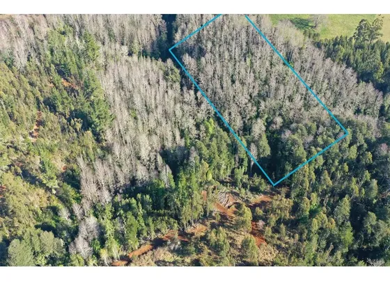 Parcela De 5.000 M2 Con Bosque Nativo