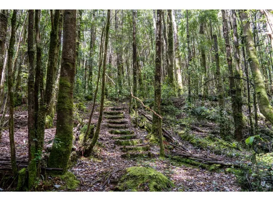 Hermosa Parcela Con Río, Vertiente Y Bosque En Cucao