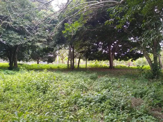 Venta Terreno 4044 M² Higueral Tuxpan Veracruz