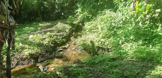 Terreno Paraty Br101  10.000m2