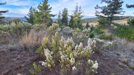 Parcela 8900m2 Bucalemu-paredones