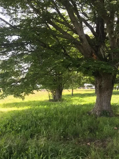 Parcela En Venta En Coyhaique Muy Buen Acceso Y Conectividad
