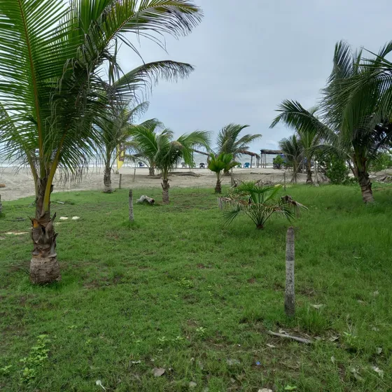 Excelente Oportunidad De Inversión, Lote Ubicado En Manzanillo, En Primera Línea De Playa, Vecino A Desarrollos Hoteleros E Inmobiliarios, Presentes Y Cod. 52454