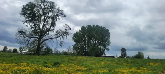 Parcela En Venta En Osorno