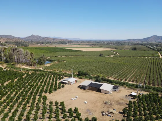 Venta De Campo Productivo En Pichidegua Id 74.307-cam