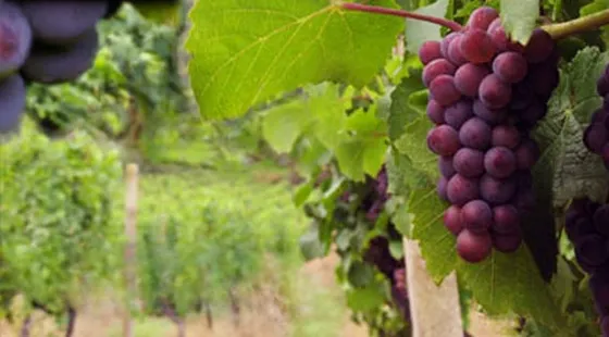 Viñedo Vecino De Viña Errázuriz