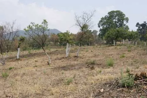 Terreno Campestre Totolapan, Morelos