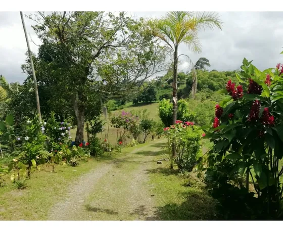 Venta Finca Ganadera Filandia Quindio 14 Cuadras