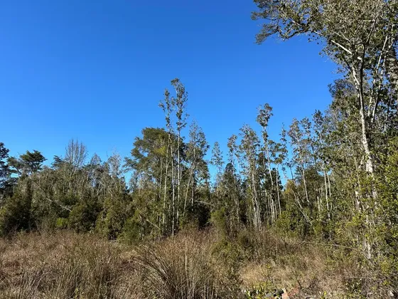 Parcela De 1 Ha Con Bosque Nativo, Nueva Braunau