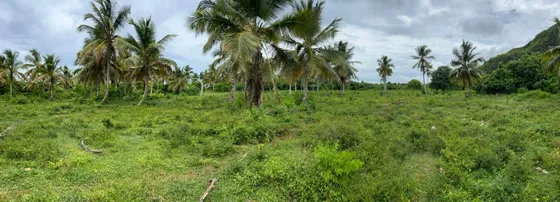 Terreno Galera De Samaná 792000m2 Frente Al Mar