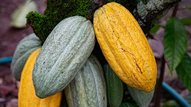Finca En Gaspar Hernandez Provincia Espaillat De 2150 Tareas De Cacao Y Ganadera 