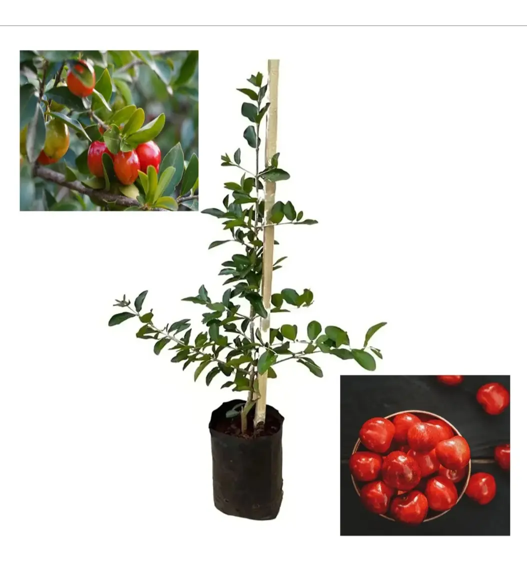 Kit Com 10 Mudas De Frutas Para Pomar E Vazos65568204833281121