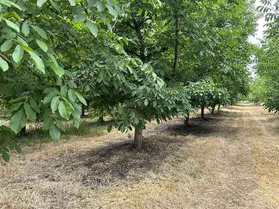 Parcela En Venta En Calera De Tango
