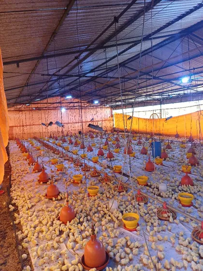Granja Integral Productiva Edo Cojedes 