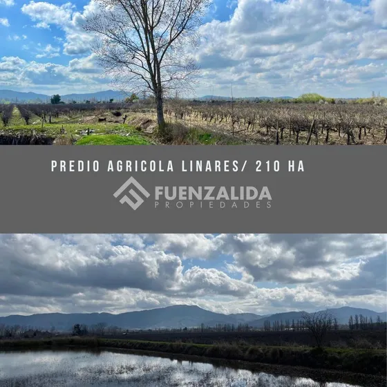 Agrícola En Venta En San Javier