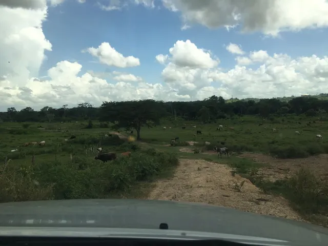 Midaly Vende Hermosa Finca, 240has, Entrada Al Tejero, A 250mts De La Virgen, Maturin, Monagas