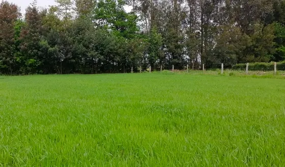 Parcela En San Carlos Sector Quilelto Con Derechos De Agua
