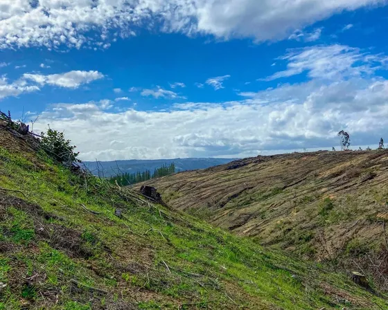 Hermosas Parcelas Proyecto El Trebol De Pichilemu