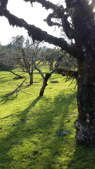 Agro Parcela Ubicada En Sector Arique