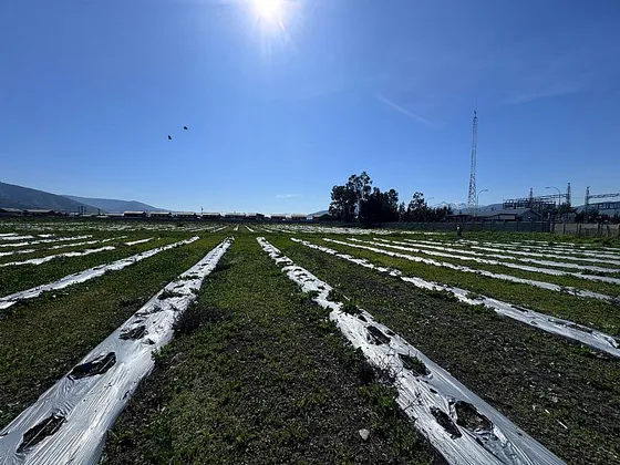 ¡oportunidad Agrícola En Quillota, 5000 M²!