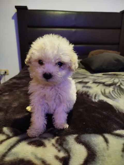 Caniche Toy