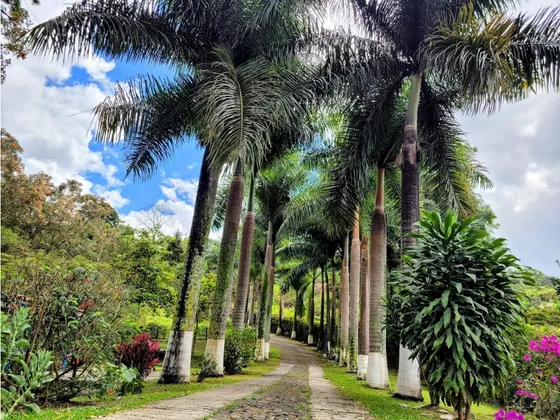 Finca En Girardota Un Paraíso Entre Las Palmas