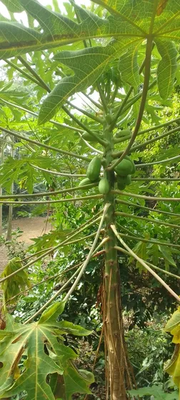 Rancho A Pesqueiro