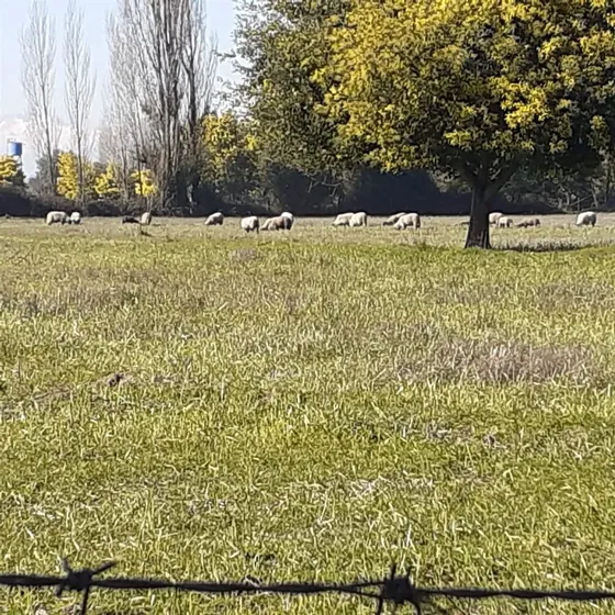 Parcela En Venta En Ñiquén