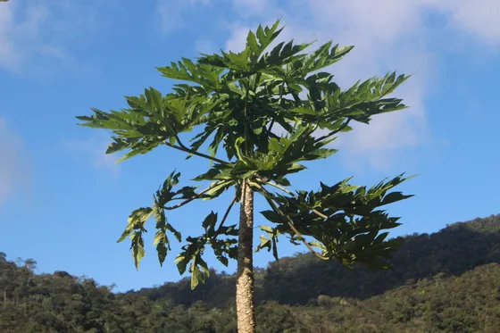Finca En San Luis Antioquia